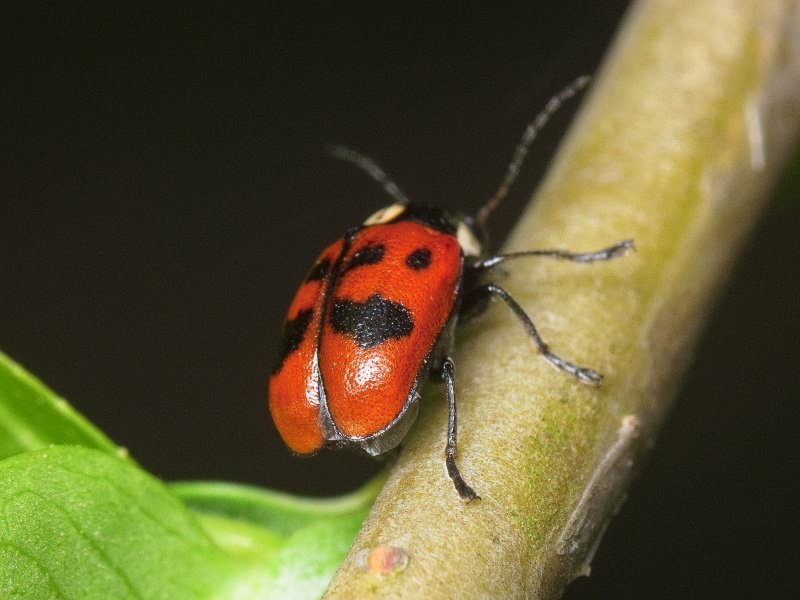 Cryptocephalus (Cryptocephalus) octopunctatus Scopoli, 1763
